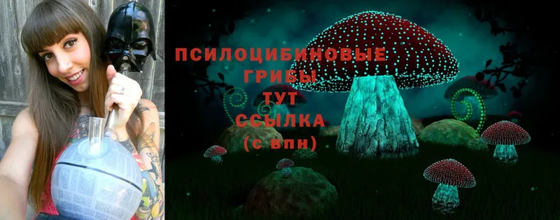 Псилоцибиновые грибы Psilocybe  Балашов 